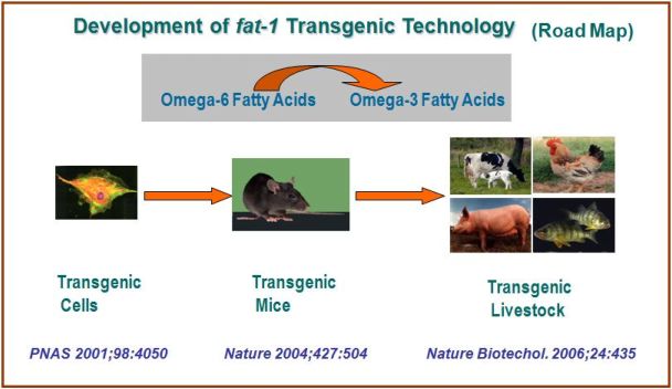 fat-1 transgenic technology